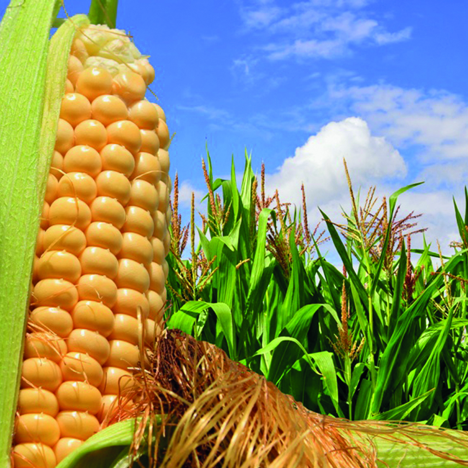Acari della soia e del mais: nuove opportunità di difesa